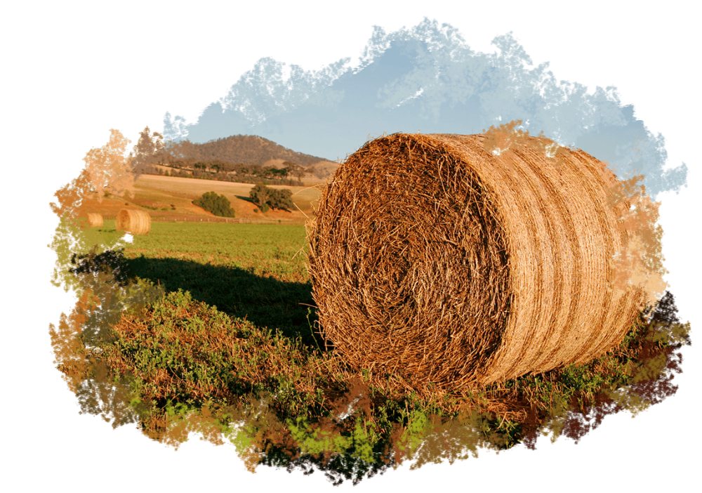 Кормовые культуры