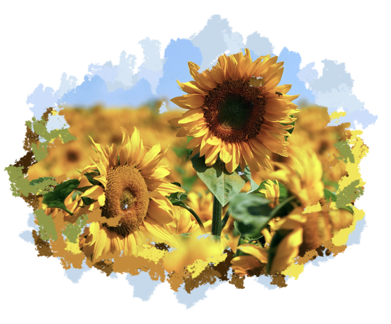 Подсолнечник