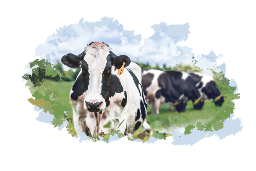 Крупный рогатый скот (КРС)