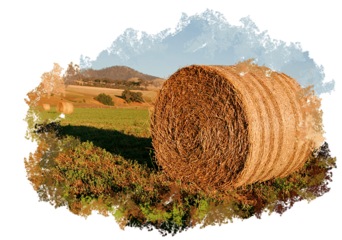 Кормовые культуры