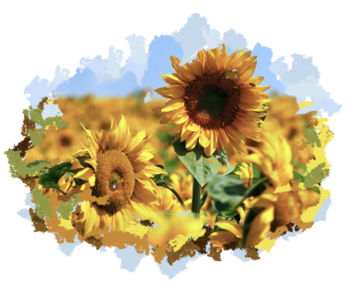 Подсолнечник