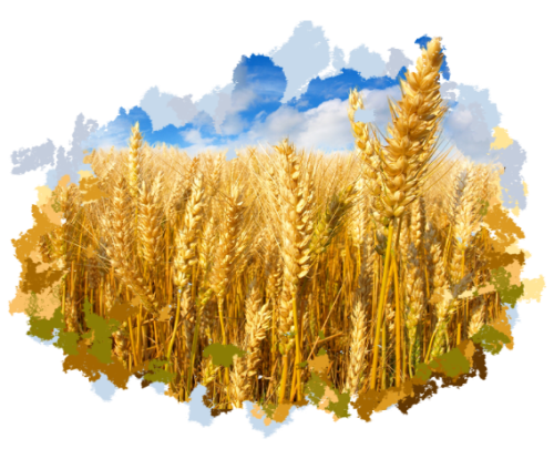 Озимая и яровая пшеница