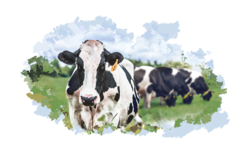 Крупный рогатый скот (КРС)